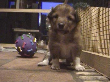 sheltie-01.jpg (20030 bytes)