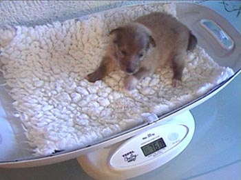 sheltie-03.jpg (21101 bytes)