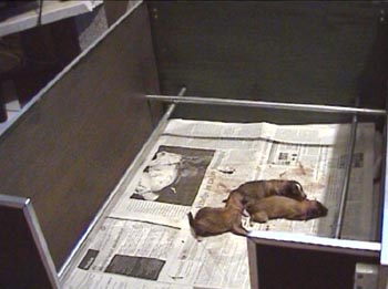 sheltie-06.jpg (18080 bytes)