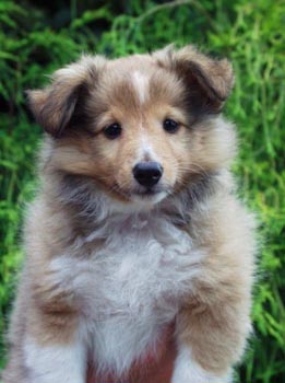 sheltie-07.jpg (19435 bytes)