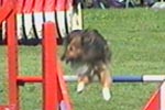 sheltie-beh-02.jpg (5709 bytes)