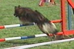 sheltie-beh-03.jpg (5480 bytes)