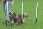 sheltie-beh-04.jpg (4193 bytes)