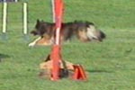 sheltie-beh-05.jpg (4472 bytes)