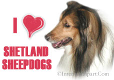 shelties-Ilove.jpg (10636 bytes)