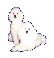 openingkl.gif (7612 bytes)