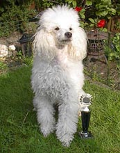 12.jpg (14665 bytes)