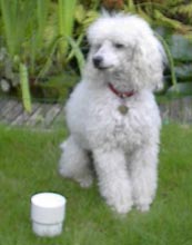 2002-09-01 Beneden-Leeuwen-Beau.jpg (8206 bytes)