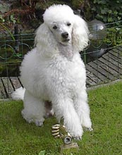 Onderl.w.Jumping.jpg (13338 bytes)