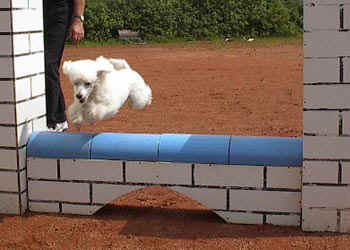 agilitybeau-01.jpg (22464 bytes)