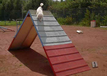 agilitybeau-02.jpg (19571 bytes)