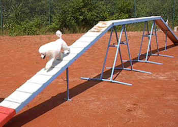 agilitybeau-03.jpg (24860 bytes)