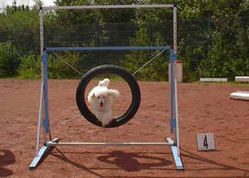 agilitybeau-04.jpg (25443 bytes)