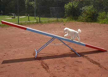 agilitybeau-05.jpg (22383 bytes)