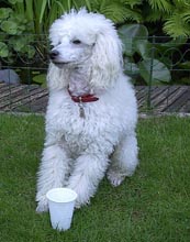 agilitybeau-06.jpg (12387 bytes)