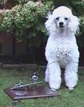 agilitybeker-01.jpg (10937 bytes)