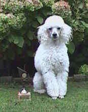 agilitybeker-03.jpg (11528 bytes)