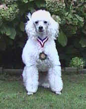 agilitybeker-04.jpg (11182 bytes)