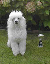 agilitybeker-07 (11021 bytes)