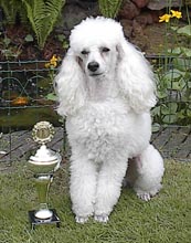 14-dongen.jpg (14788 bytes)