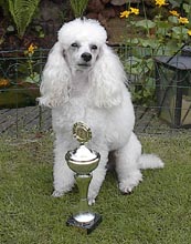 15-dongen.jpg (14330 bytes)