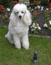 16-drogteropslagen.jpg (15190 bytes)