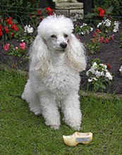 17-drogteropslagen.jpg (13792 bytes)