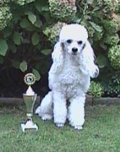 agilitybeker-06.jpg (12153 bytes)