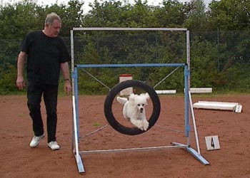 agilitygentle-01.jpg (24408 bytes)