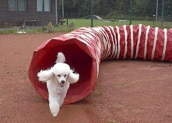 agilitygentle-02.jpg (24484 bytes)