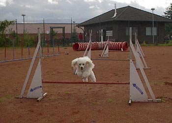 agilitygentle-03.jpg (18039 bytes)