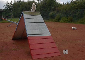 agilitygentle-04.jpg (16745 bytes)