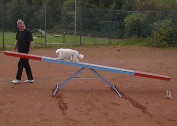 agilitygentle-06.jpg (17178 bytes)