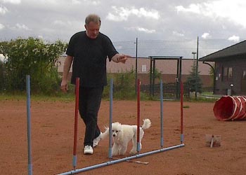 agilitygentle-07.jpg (19054 bytes)