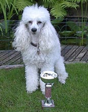 agilitygentle-09.jpg (14384 bytes)