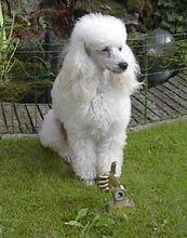 tynaarlo-gambling1.jpg (12845 bytes)