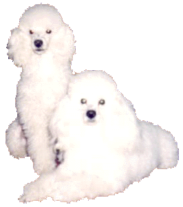 openingsfoto.transp.gif (23484 bytes)