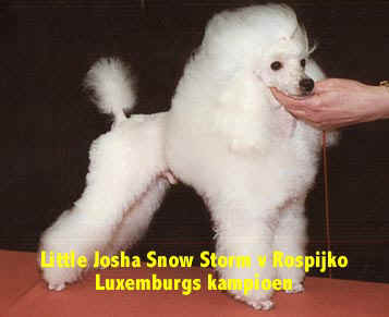 Josha-1.jpg (17313 bytes)