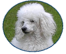 pasfoto-beau.gif (28220 bytes)