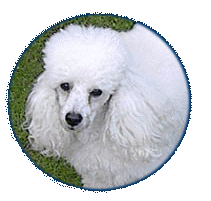 pasfotogentle.gif (22085 bytes)