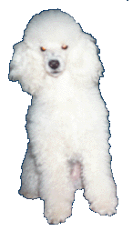 pedigree-beau.gif (14835 bytes)