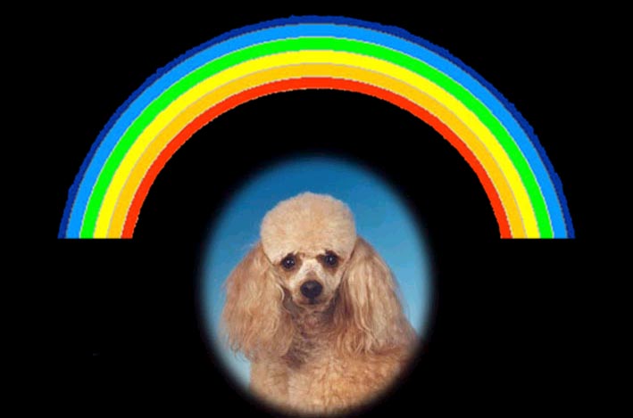 sacha_rainbowbridge.jpg (34680 bytes)